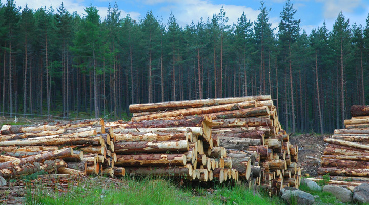 20260213-sustainable-forest-logging